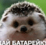 -ежики - Вечер Елабуги