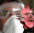 An Indian health worker culls a rooster at a government poultry farm in Lembucharra following a potential threat of the H5 strain of the Avian influenza virus. -- Culling began after a fresh outbreak of a potential threat of the H5 strain of the Avian influenza virus on a poultry farm at the Indian Council Research Centre at Lembucharra, about 45km from Agartala. 27th January 2012 - Вечер Елабуги