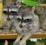 kak-dobratsya-v-kontaktnyj-zoopark-v-nizhnem-novgorode-v-cume-i-otzyvy-o-nem - Вечер Елабуги