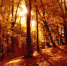earth-seasons-fall-57470 - Вечер Елабуги