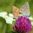 izobrazhenie_2024-06-27_151848266 - Елабужский район