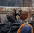 В четвертом микрорайоне Елабуги провели отлов опасных собак с участием зоозащитников - Газета Новая Кама
