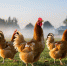 Шестнадцать районов Татарстана попали в зону наблюдения из-за очага птичьего гриппа - Газета Новая Кама